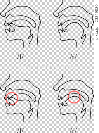 英語発音時の口腔内 L R のイラスト素材