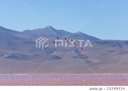 Pink flamingos flying over salt lake, Andes 23249324