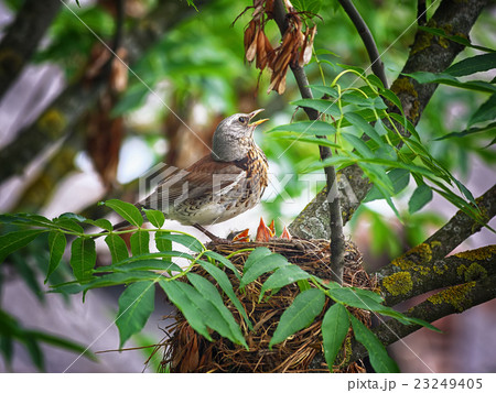 bird in the nest feeding their Pets 23249405
