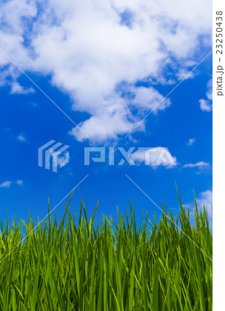 Grass and cloudy sky Grass and cloudy sky 23250438