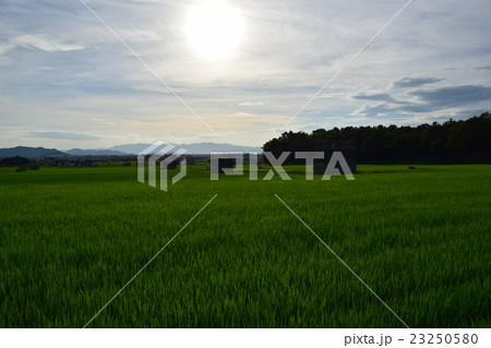 愛荘町田園風景 23250580