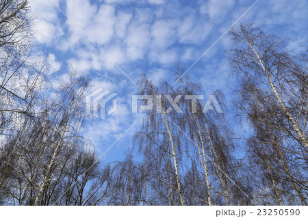 Tops of birches against a blue sky with clouds Tops of birches against a blue sky with clouds 23250590