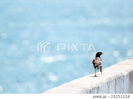 Acridotheres was walking on the bridge rail. 23251128