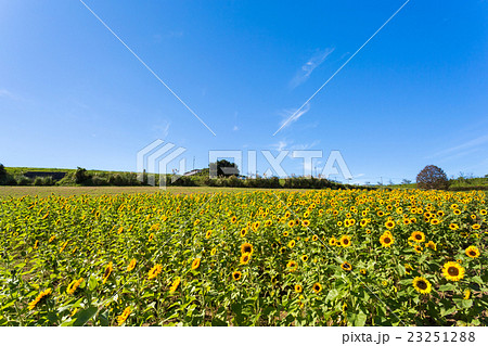 あわじ花さじき ひまわり畑の写真素材