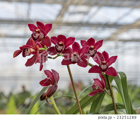 purple orchid in shop for greenhouse cultivation purple orchid in shop for greenhouse cultivation 23251289