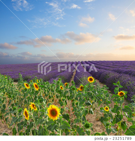 Sunflower and Lavender field 23251789
