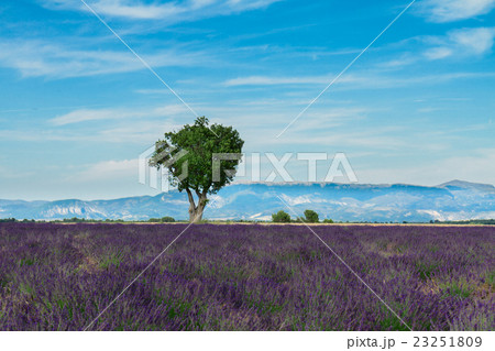 Lavender summer field 23251809