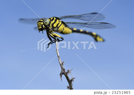 ウチワヤンマ 23251965