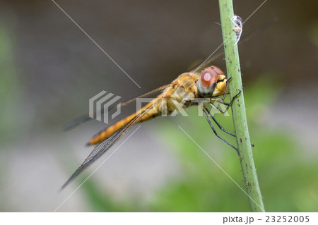 ウスバキトンボ 23252005