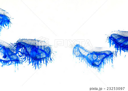 クラゲのかたち クラゲのかたち 23253097