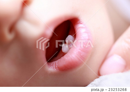 乳歯 赤ちゃん ベビー 前歯 乳児 子供 女の子 赤ん坊 室内 屋内 口 マクロ アップ 唇 の写真素材