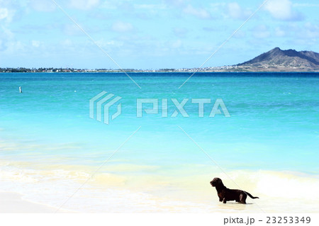海水浴 23253349