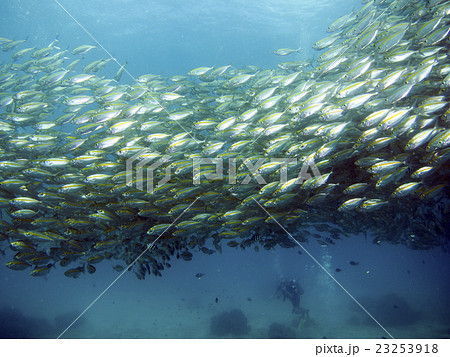 ホソヒラアジの魚影 23253918