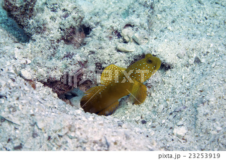 ギンガハゼ 23253919