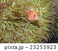 ハナビラクマノミ 23253923