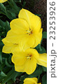 黄色い花 23253926
