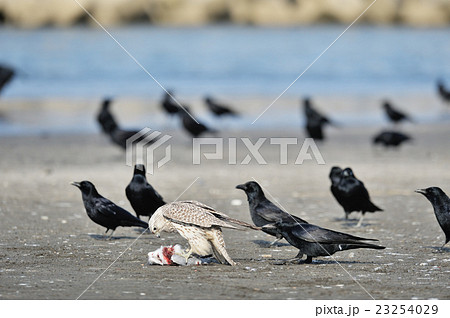 北海道でシロハヤブサを引っ張るカラス 23254029