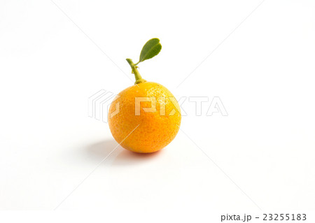 Orange Kumquat placed on whte background 23255183