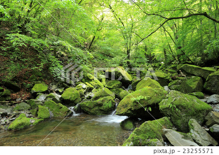 海沢渓谷 23255571
