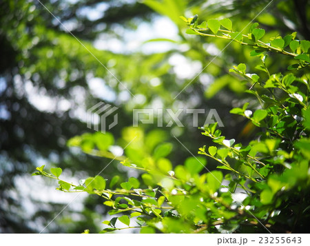 ropical plant trees with green leaves outdoor 23255643
