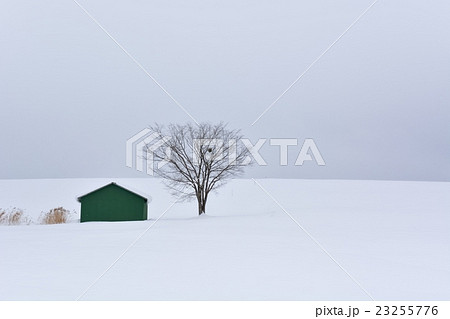 美瑛・冬 (176) 美瑛・冬 (176) 23255776