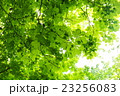 新緑 23256083