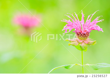 モナルダの花 モナルダの花 23256527