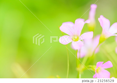 ムラサキカタバミの花 23256529