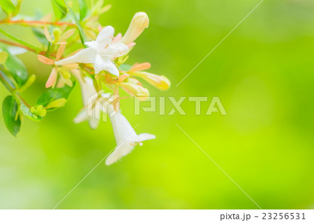 アベリアの花 アベリアの花 23256531