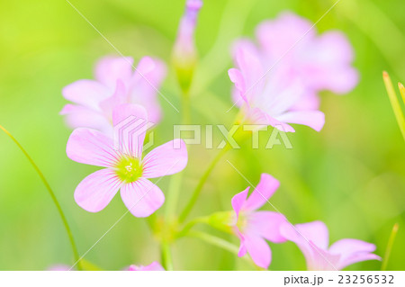 ムラサキカタバミの花 ムラサキカタバミの花 23256532