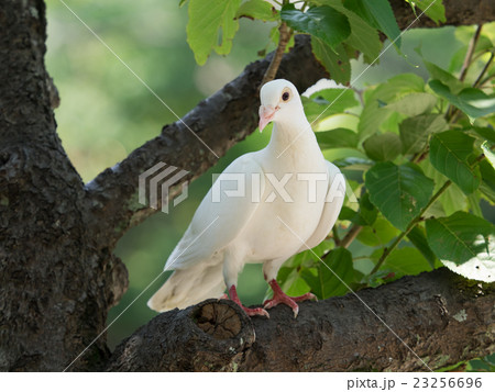 美しい白鳩 23256696