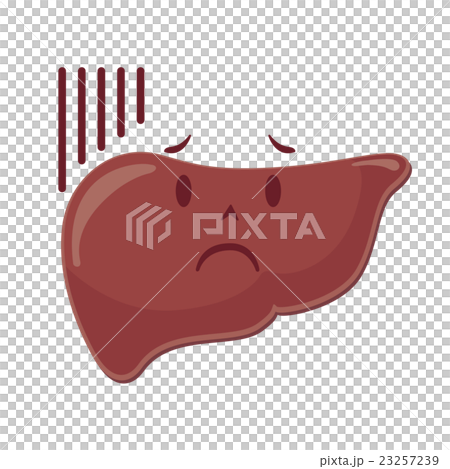肝臓　イラスト 23257239