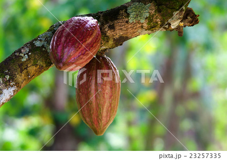 Cocoa fruit on a tree 23257335