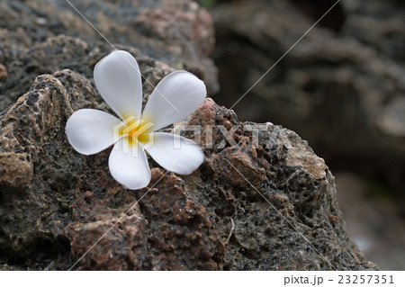 Plumeria flower Plumeria flower 23257351
