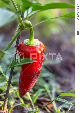 Pepper plant Pepper plant 23257437
