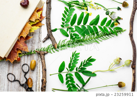 Herbarium of plants 23259911