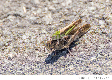 トノサマバッタのおんぶ トノサマバッタのおんぶ 23259982