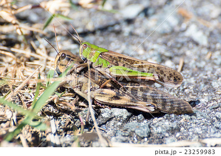 トノサマバッタのおんぶ トノサマバッタのおんぶ 23259983