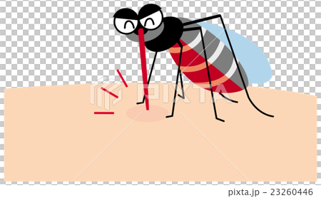 血を吸ってお腹が赤くなった蚊 血を吸ってお腹が赤くなった蚊 23260446