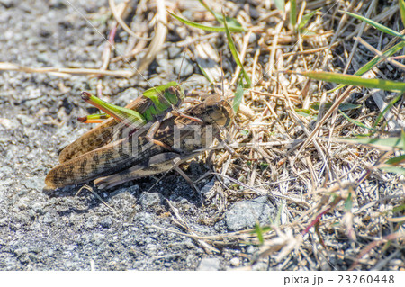 トノサマバッタのおんぶ トノサマバッタのおんぶ 23260448