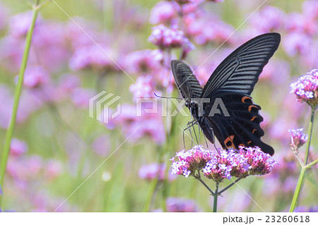クロアゲハ クロアゲハ 23260618