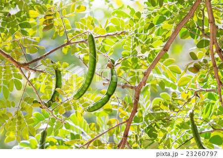 Ceratonia, commonly known as the carob tree 23260797