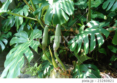モンステラ 23260821