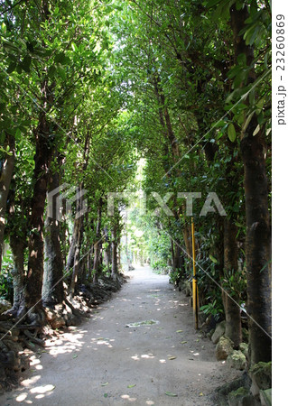 備瀬のフク木並木道 備瀬のフク木並木道 23260869