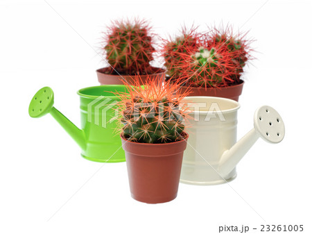 Bunch of cactuses and watering cans 23261005