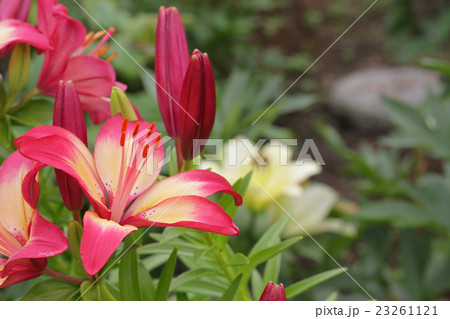 ハートストリング スカシユリの花の写真素材