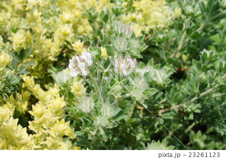 ロータス・ブリムストーン 23261123