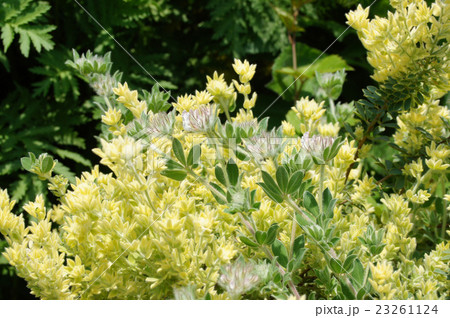 ロータス・ブリムストーン 23261124