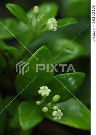 自然 植物 シラタマカズラ 丸くて白い果実の姿からついた名前です 花は初夏に咲きますの写真素材