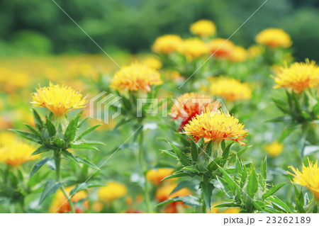 紅花 紅花 23262189